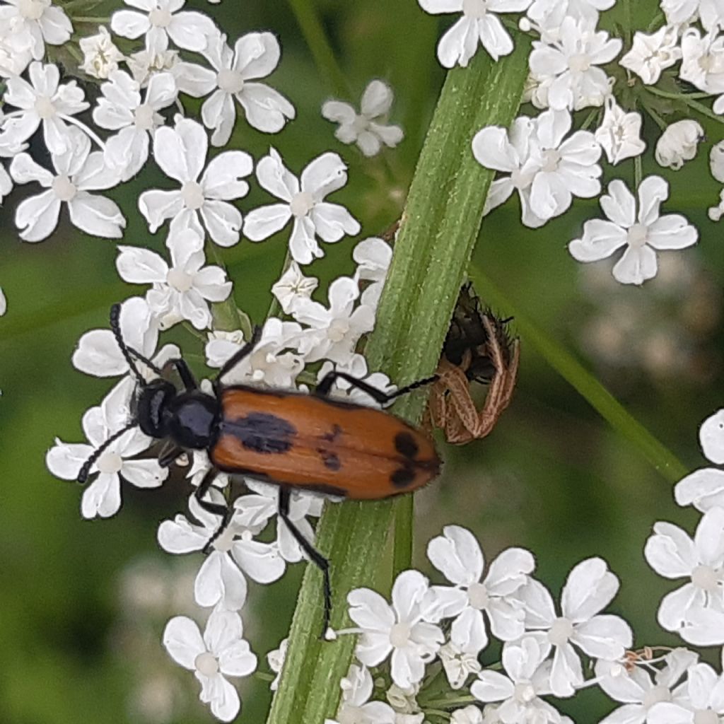 Meloidae: Mylabris variabilis? No, Mylabris flexuosa